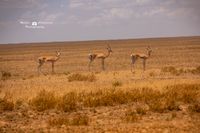 Impala Gazellen