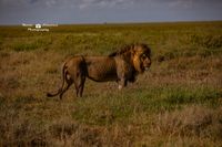 Wieder der K&ouml;nig der Tiere...