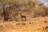 Eine Giraffen - Gazelle